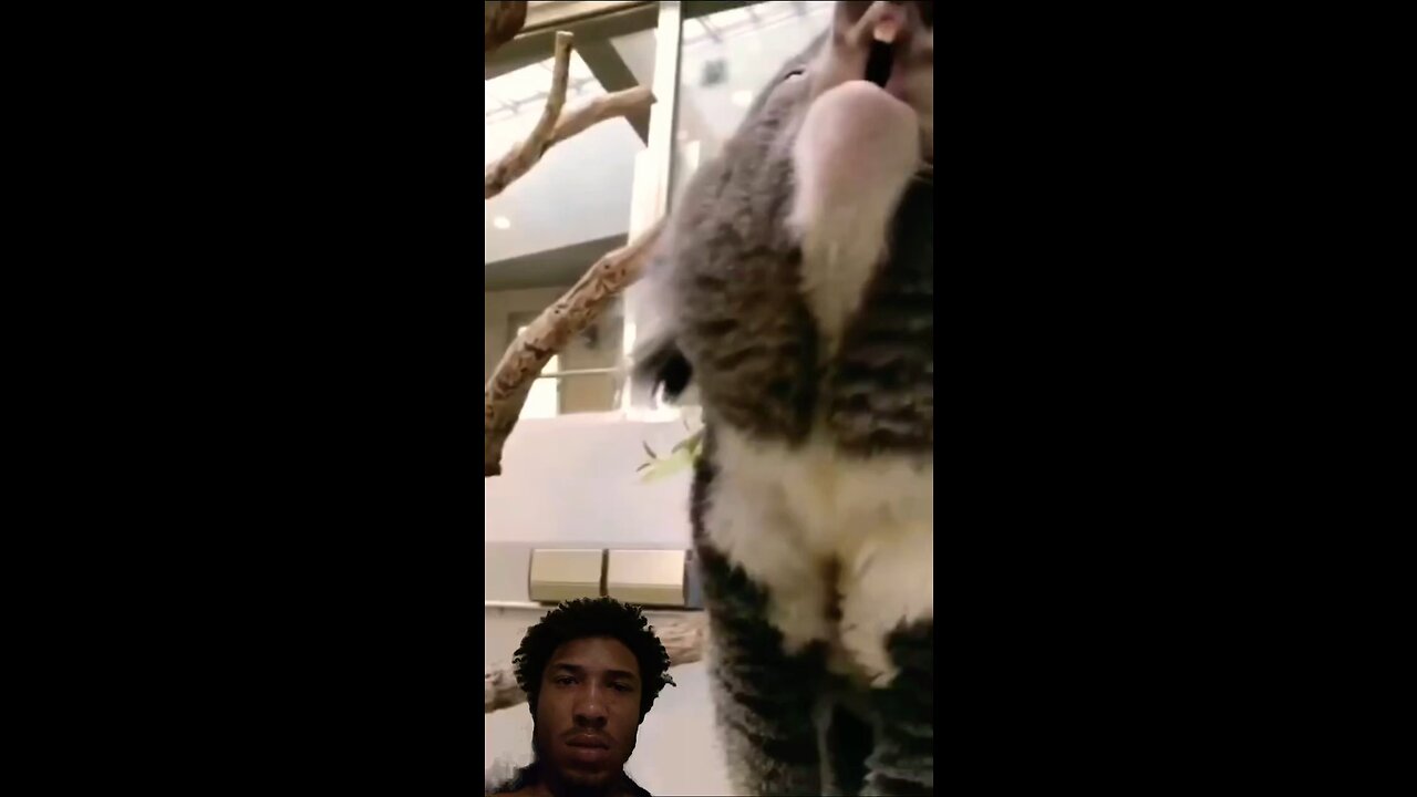 Koalas Aren’t Cute After This!