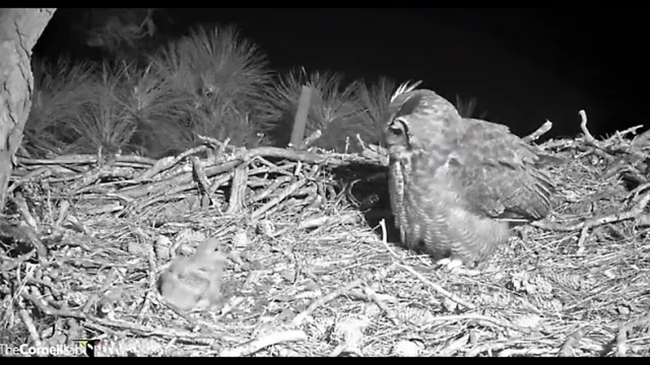 Owlet Greets Mom Upon Her Return 🦉 2/28/22 20:51