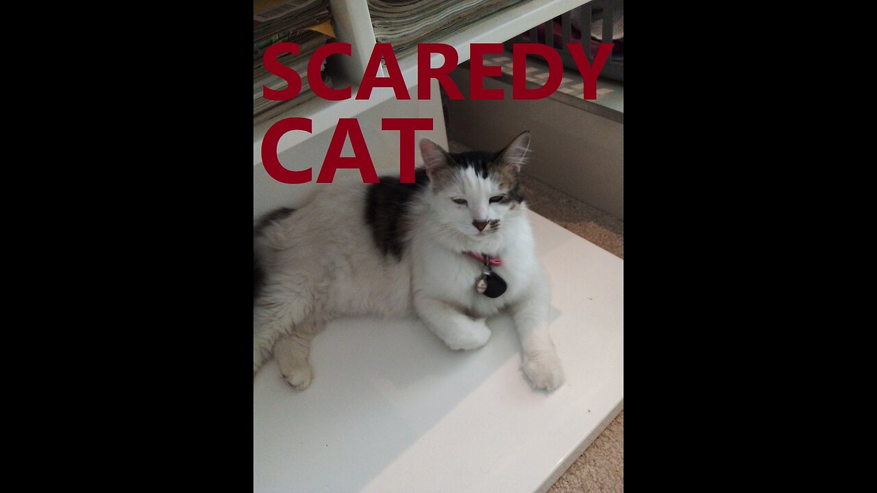 Scaredy Cat.