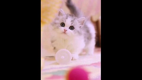 so_#cute_#kitten_#beautiful_#😻🤣💞