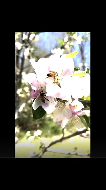 A Beautiful 'Short' of Honeybees at Work in the Apple Orchard~