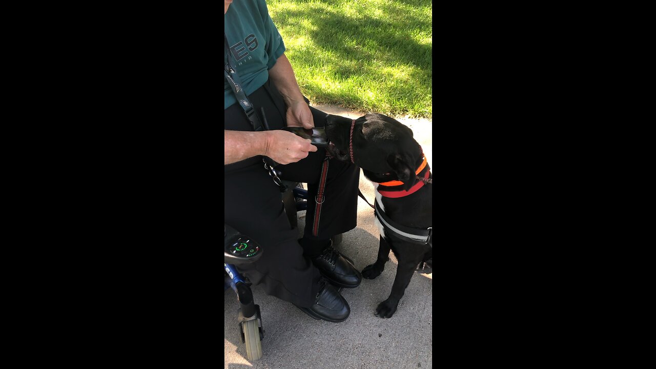 Initial training to have a dog pick up objects.