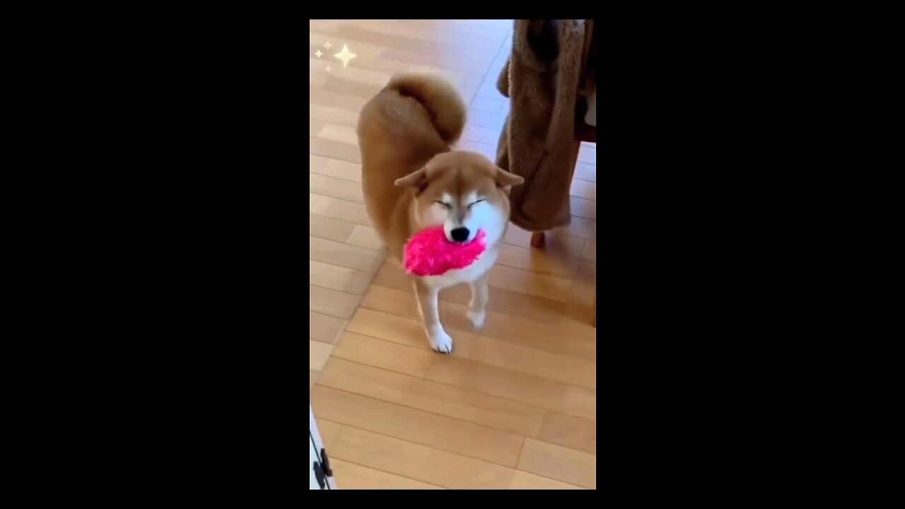 Another Beautiful smiling Shiba Inu! He’s a good Doggo!