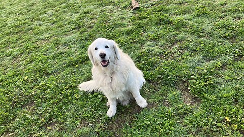 What a Golden retriever is dreaming about?