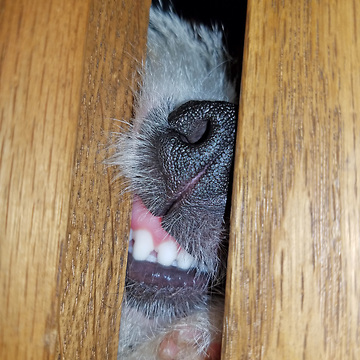 Funny puppy peeking through door jam