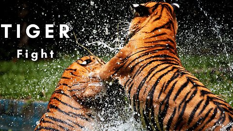 Tiger fight animal jungle animal fight