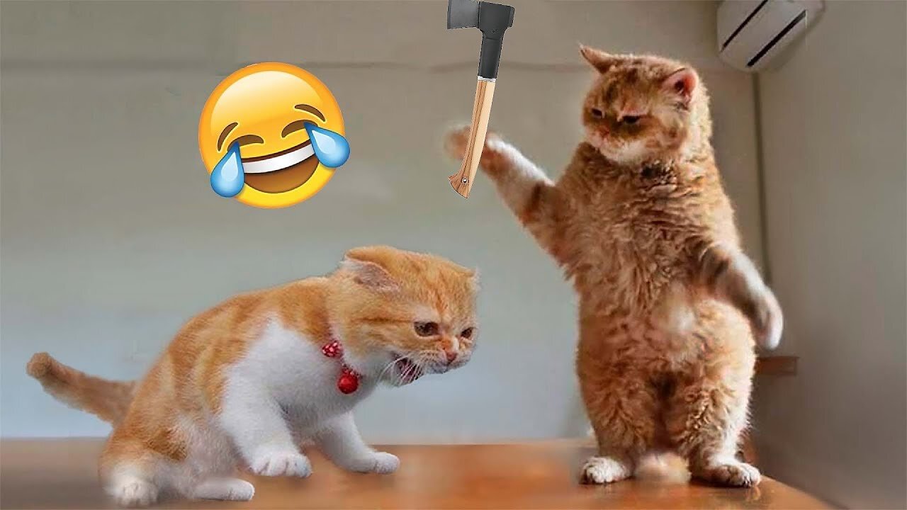 The best funniest🤣 animal videos 2023 🐻 | funny cat, dogs, animals video🐶