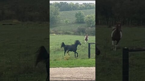 These horses have so much spirit! 😍💖🐎 #horses #equestrian #farmlife #western #shorts