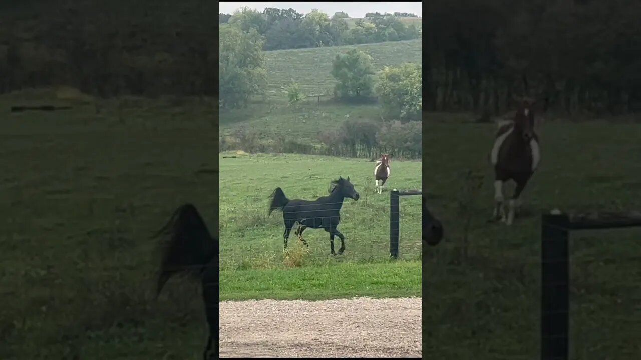These horses have so much spirit! 😍💖🐎 #horses #equestrian #farmlife #western #shorts