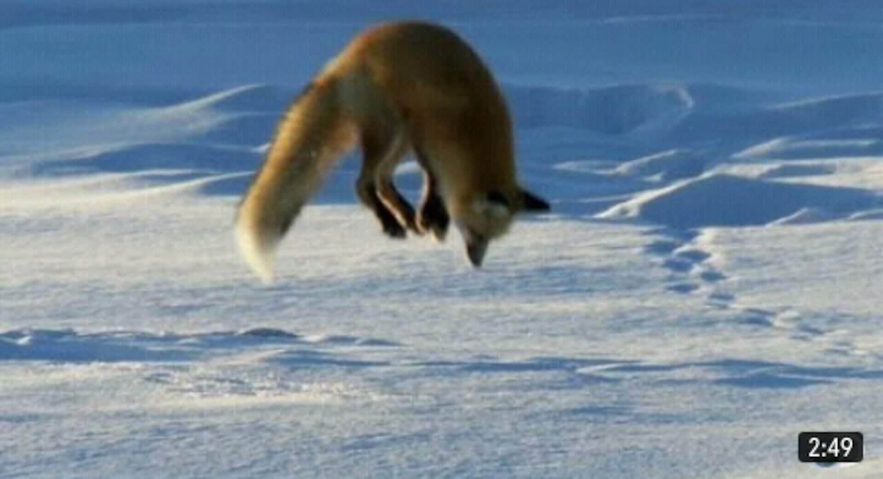 Fox Dives Headfirst Into Snow | North America