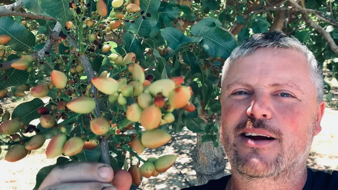 This is what Pistachios and Almonds look like on the Tree!