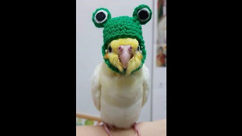 Birds(try not to laugh)
