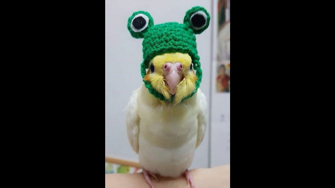 Birds(try not to laugh)