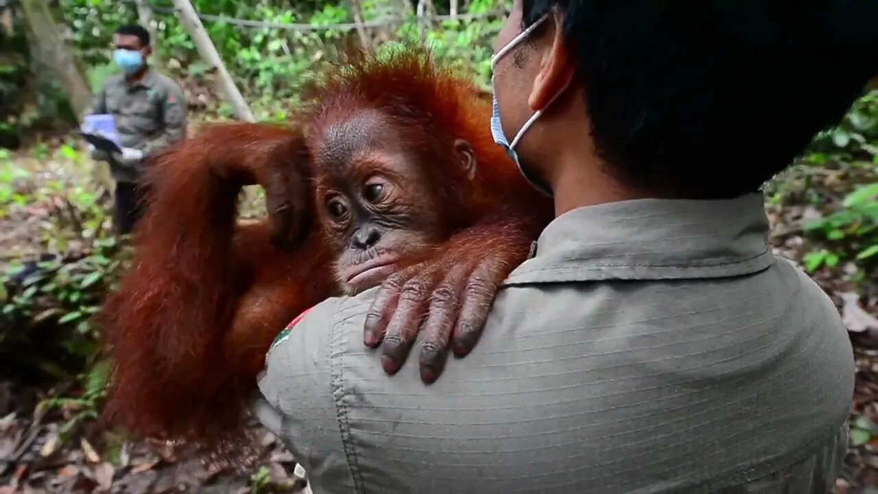 Baby Orangutan Getting Cuddles