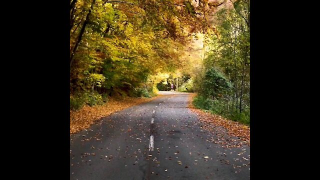 autumn, leaves are falling down