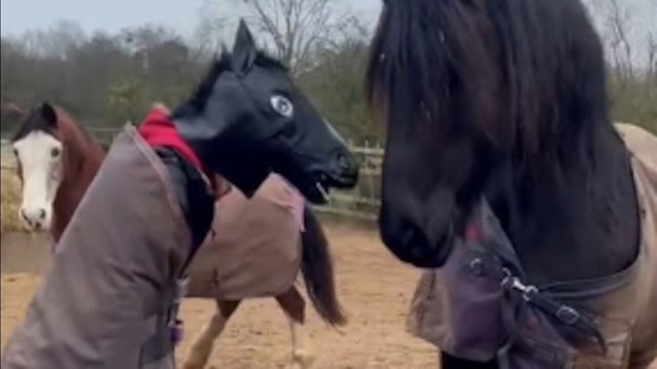 People Dress Up As Horses And Interact With Them At The Farm