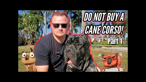 CANE CORSO - SHOULD YOU GET ONE?! Part 1