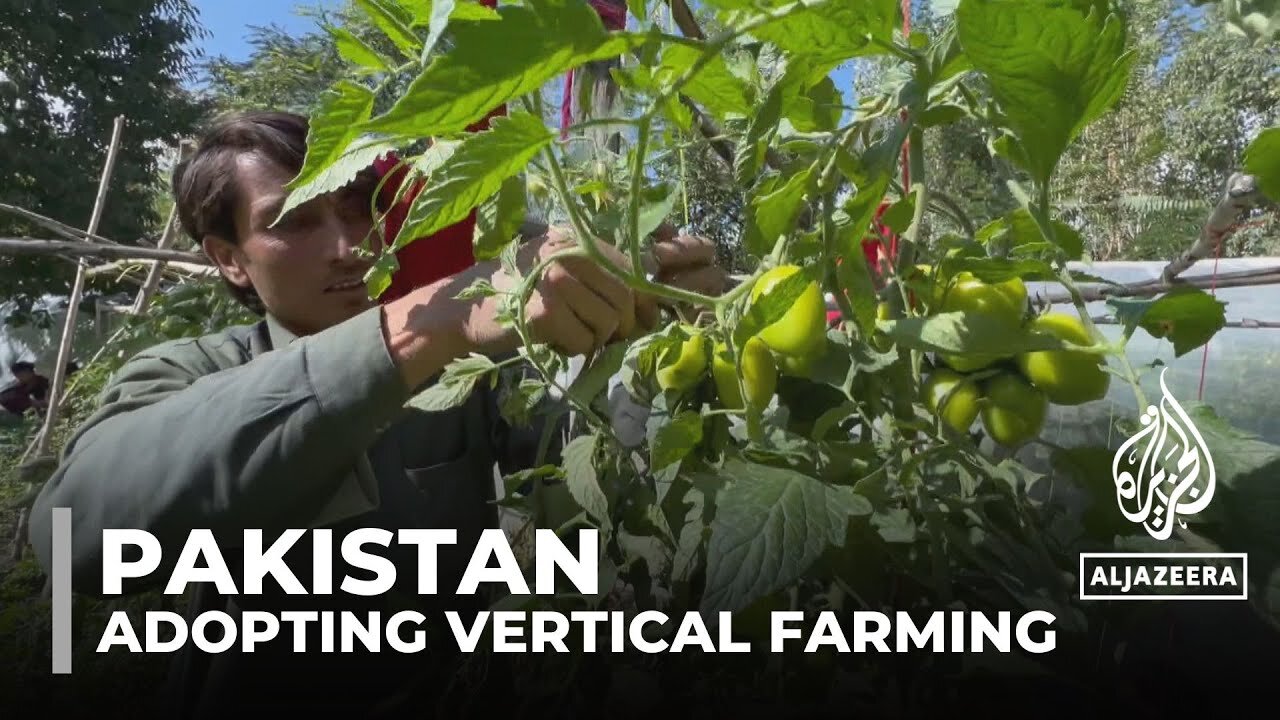 Pakistan vertical farming: Farmers adopt new methods to boost crop yield