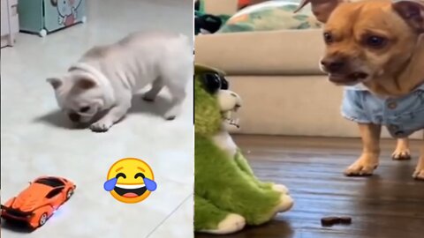 dog funny 😂🤣😂😁videos