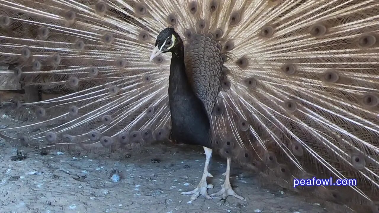 Peacock Dancing Feet, (chocolate colored peacock) Peacock Minute, peafowl.com