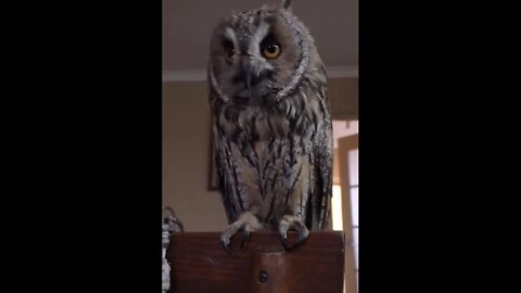 Owl meow