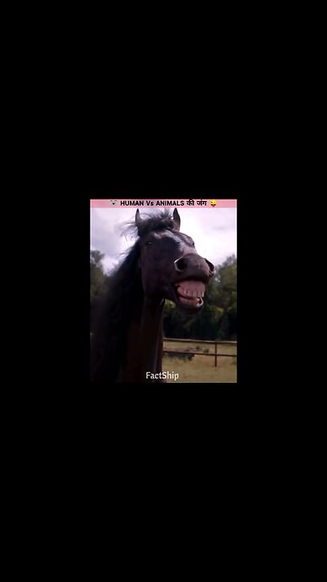 Human VS Animals 🦸‍♂️🐻 | #funny #animals #shorts