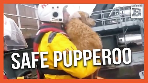 Doggo Rescued by Lifeboat Crew After 14-Foot Plunge into River Thames