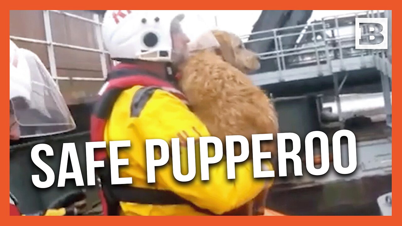 Doggo Rescued by Lifeboat Crew After 14-Foot Plunge into River Thames