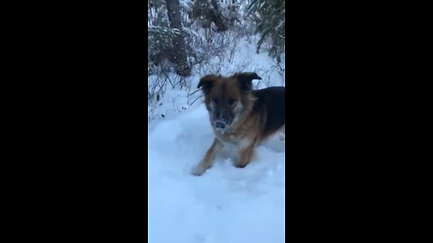 Butch and his berm diving.