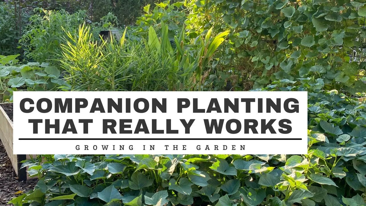 COMPANION PLANTING that REALLY WORKS: Growing in the Garden