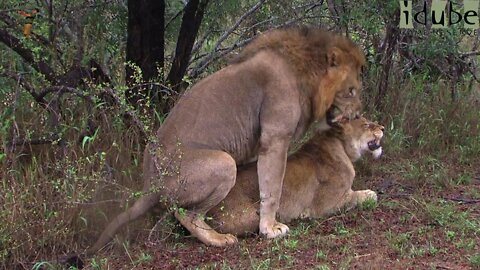 WILDlife: Pairing Lions In A Storm