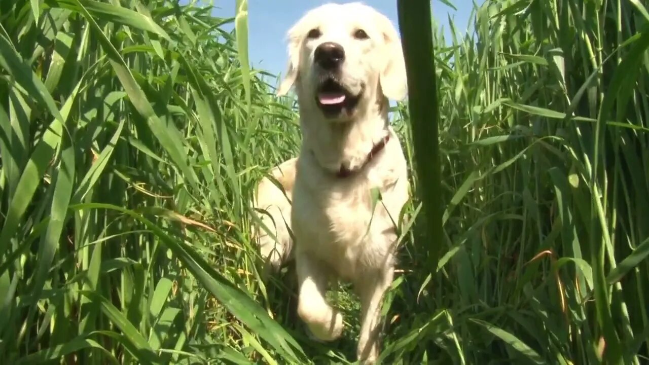 Golden retriever running on the green field (2)