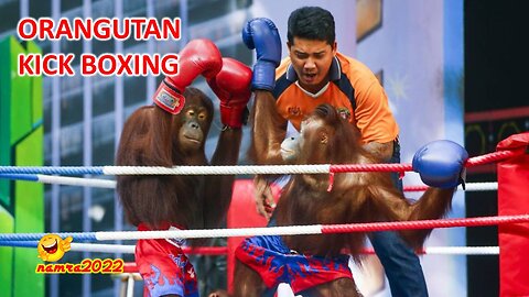 ORANGUTAN KICK BOXING FUNNY VIDEO