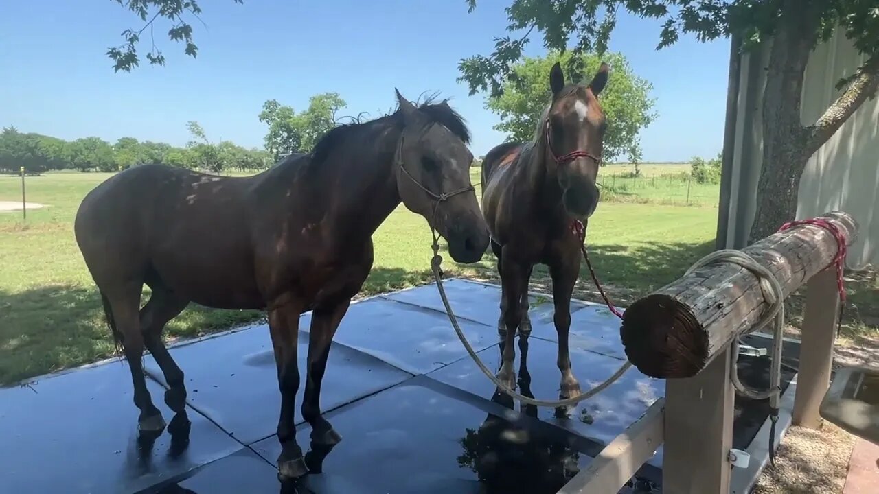 Giving Horses A Cool Down Bath In Texas 100 Degree Days