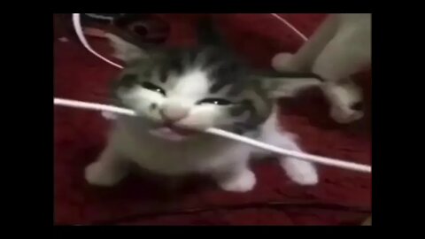 Cat cuts the power // Jumpscare Warning // #Memes #Meme