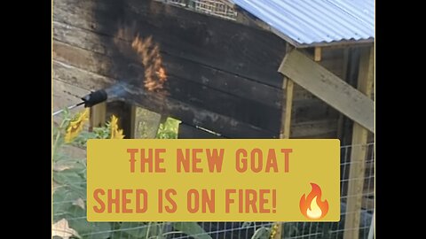 The new goat shed is on fire! Shou sugi ban.