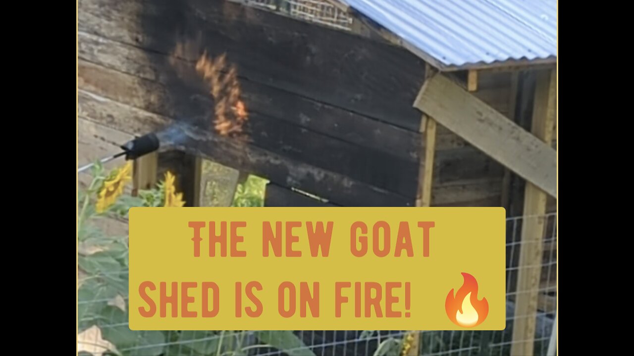 The new goat shed is on fire! Shou sugi ban.