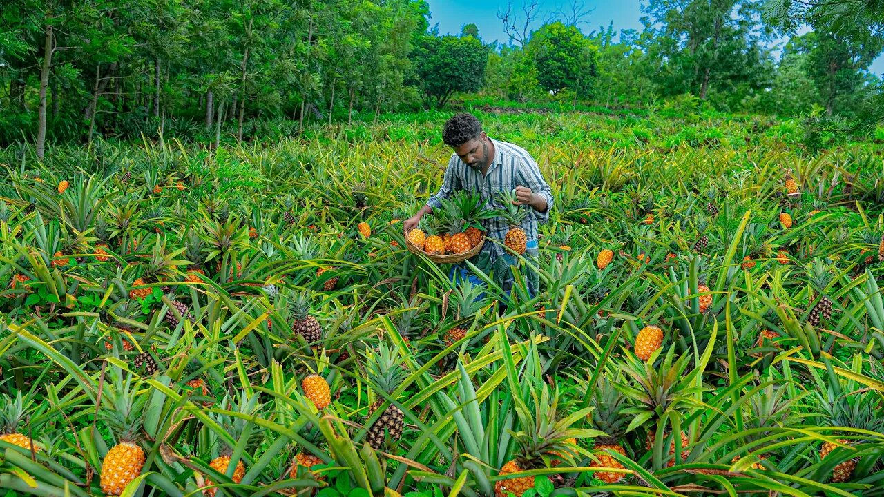 Farm Fresh Pineapple Harvesting | cutting and eating pineapple fruits grown in naturally hills