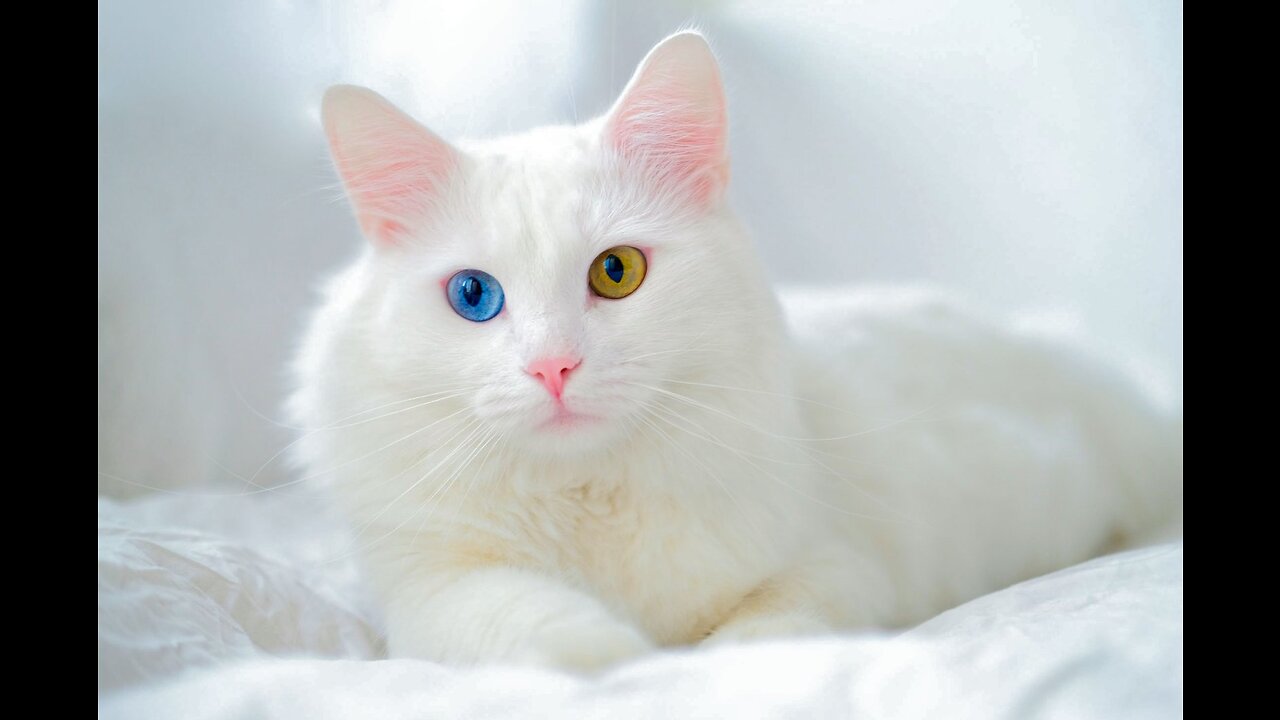 Funny cat, cute cat, angry cat video