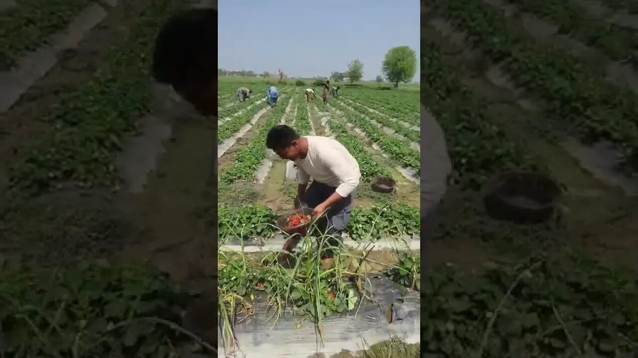 Respect | respected hard working young man | Very hot day #shorts