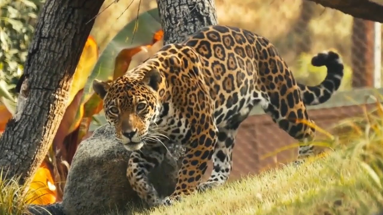 Cats At The L.A. Zoo