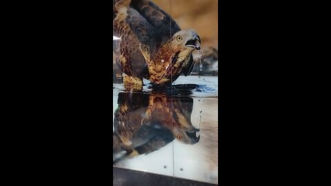 Eagle 🦅 at Metro underground station