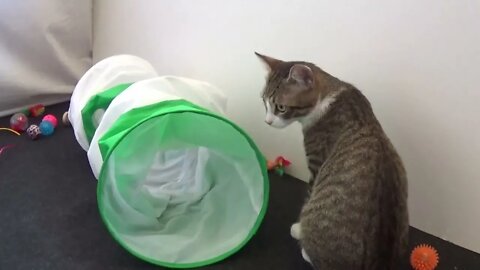 Small Cat Jumps into the Cat Tunnel