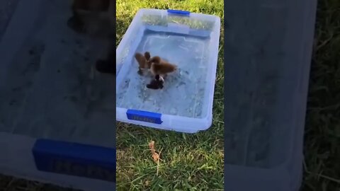 Baby Ducks swimming