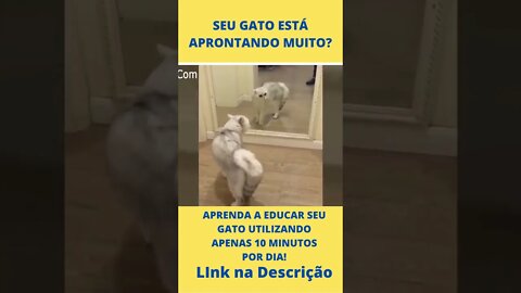 Quando você não gosta do que vê no Espelho - Gatos Engraçados #shorts