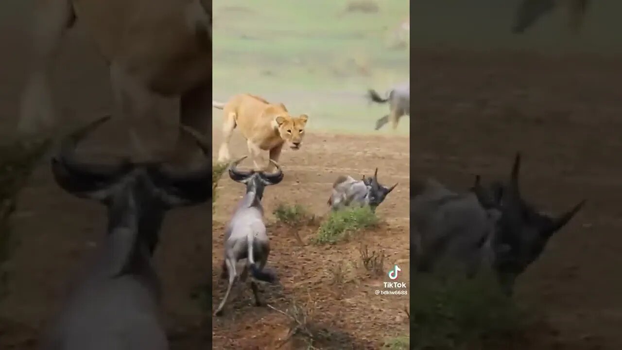 مقطع مرعب صيد أنثى الأسد