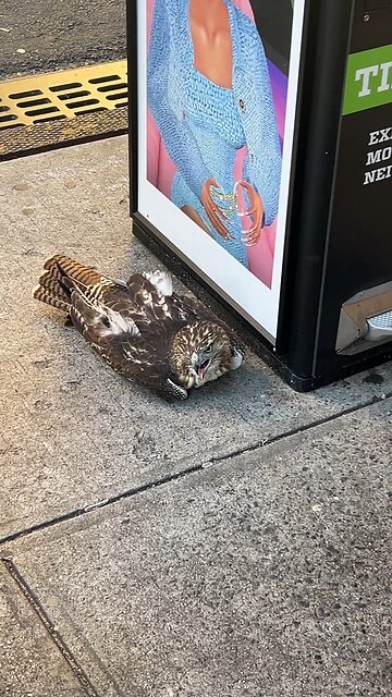 Hawk Struck by Car. Saved.
