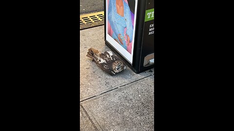 Hawk Struck by Car. Saved.