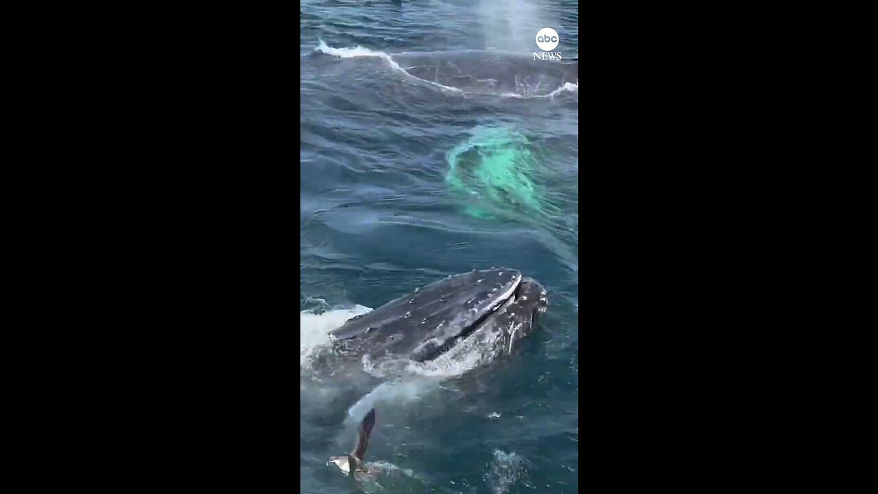 WHALE OF A TIME: Lucky whale watchers had a front-row seat to a humpback whale pod’s feeding