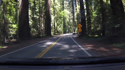 Into the Redwoods, Part 1